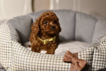 Pudel Pudlik Teacup mini pesek pudla Teacup XXS