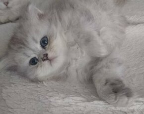 Predám nádherné mačiatka perzska cincila