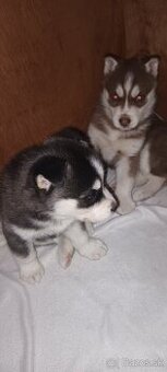 Hasky