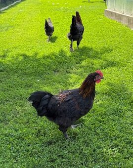Marans