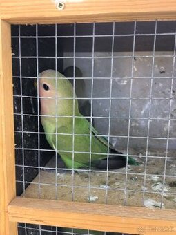 Agapornis ruzovohrdly