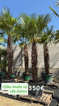 🌴 Predám palmy Trachycarpus fortnei 🌴