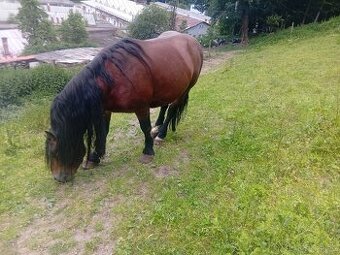 Predám ťažného koňa