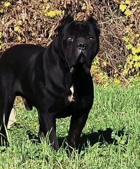 Cane Corso krytie