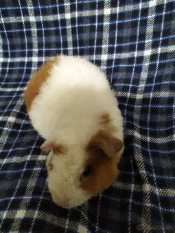 samice US teddy morce - 1