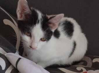 6 mesačné mačiatka