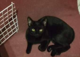 6 mesačné mačiatka