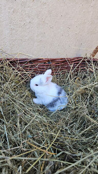 Zakrslý zajacik inzerát č.2