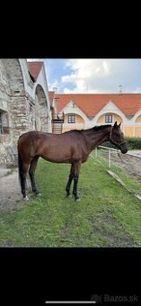 Predám valacha –A1/1