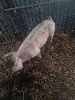 Predám mladého kanca