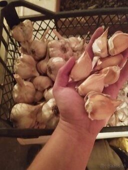 Predám sloní cesnak