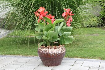 Kana indická - Canna indica