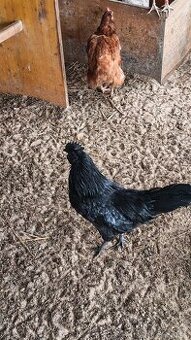 Ayam Cemani