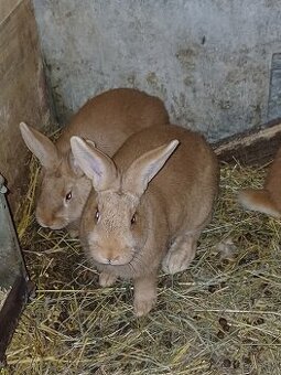 Burgundský králík