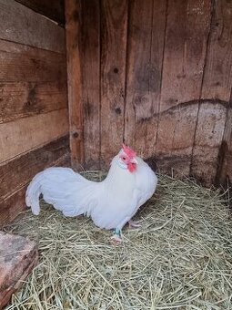 Predám Bantamku bielu