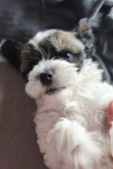 Čínsky chocholatý pes