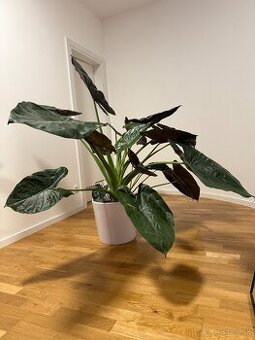 Alokacia Wentii - izbova rastlina