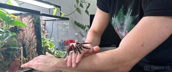 Tarantula domáca