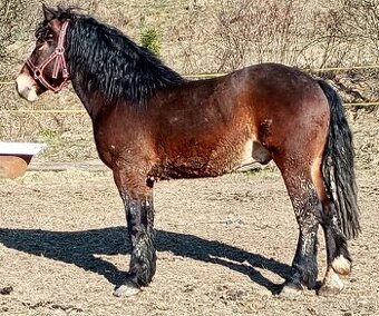 Predám ťažného valacha