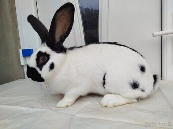 Nemecký obrovitý strakoš