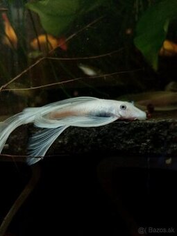 Ancistrus sp.snow white long fin