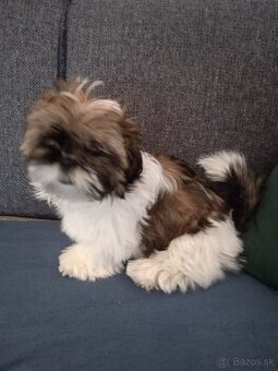 SHIH-TZU