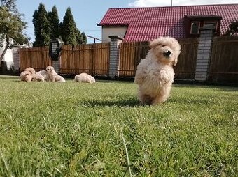 Predám šteniatka maltipoo