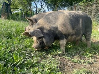 Prasnica Kune Kune