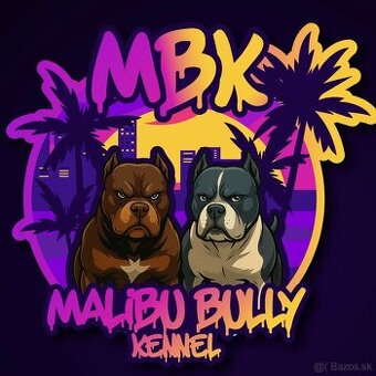 American bully xl s PP