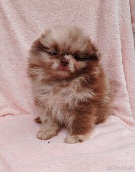 Pomeranian s PP