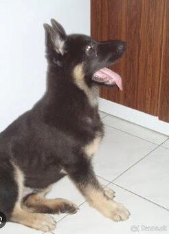 Nemecký ovčiak