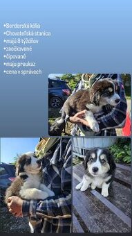 Borderská kólia