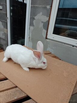 Predám králiky Hyla