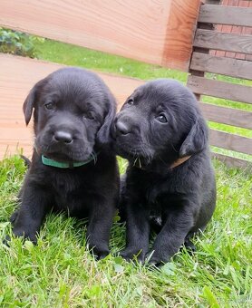 Štěňata LABRADOR s PP odběr v půlce července