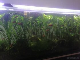 Rastlinky do akvária