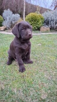 LABRADOR