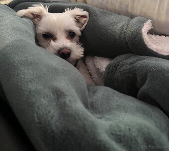 Maltezak