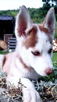 Sibirsky husky hasky