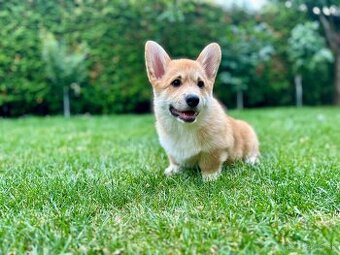 Psíček Welsh Corgi Prmbroke s PP