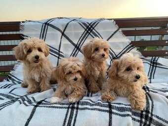 Maltipoo
