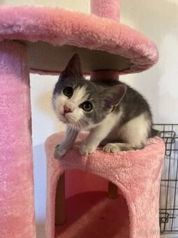 Darujem za veterinárne poplatky