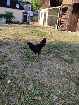 Predam kohuty Ayam cenami