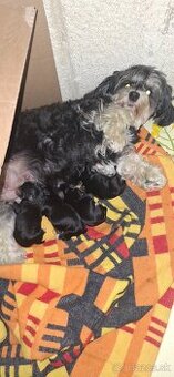 Napredaj Maltipoo - 1