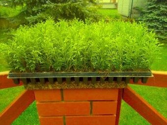 Tuja smaragdová-zakorenené odrezky, thuja smaragd 0,18 €