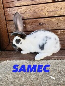 PREDÁM 6 mesačné samce NEMECKY OBROVITÝ STRAKAČ