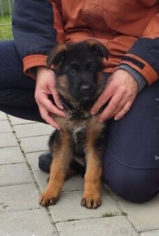 Nemecký ovčiak šteniatka s PP na predaj