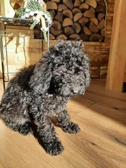 Pudlik, pudel trpasliči