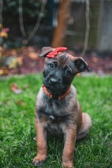 Šteniatka belgický ovčiak malinois s PP