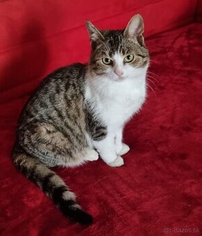 Darujem krásneho hebkého kocúrika Nunsa