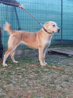 Stredoazijský ovčiak - 1